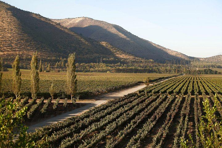 Santa Rita Premium Winery Tour in Alto Jahuel: Cellars, Roman Baths, 3 Wines (2/5)