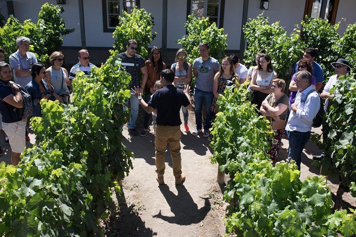Santa Rita Selection Winery Tour in Alto Jahuel: Cal y Canto and Patriots' Cellars (2/6)