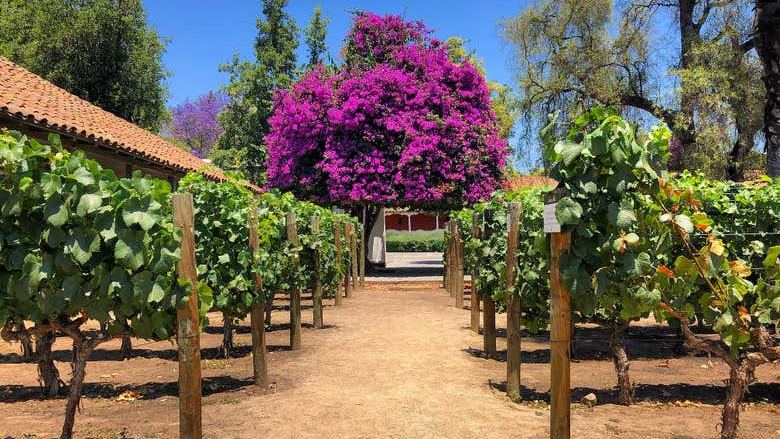 Santa Rita Winery Tour from Santiago with Hotel Pickup and Cellar of the 120 Patriots (4/7)