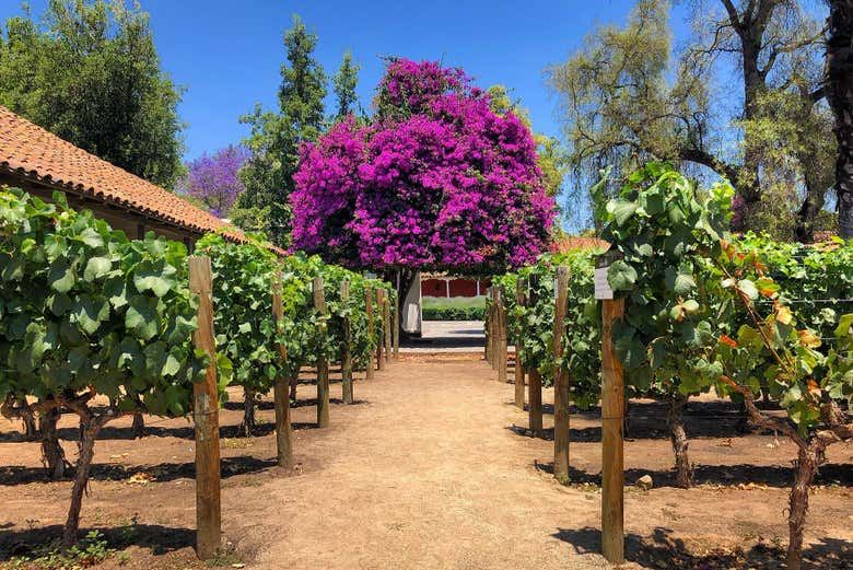 Santa Rita Winery Tour from Santiago with Hotel Pickup and Cellar of the 120 Patriots (4/7)