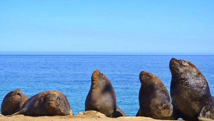 Santiago Pickup Day Tour: Viña del Mar, Valparaíso Hills and Casablanca Wine Tasting (3/12)