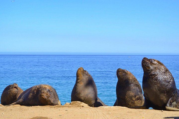 Santiago Pickup Day Tour: Viña del Mar, Valparaíso Hills and Casablanca Wine Tasting (3/12)