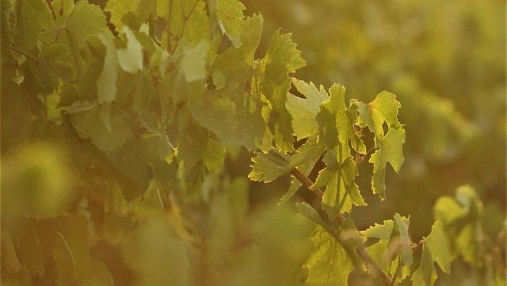 Santorini Three-Winery Tour by Mercedes Van with 12 Tastings, Megalochori and Oia Sunset (4/12)