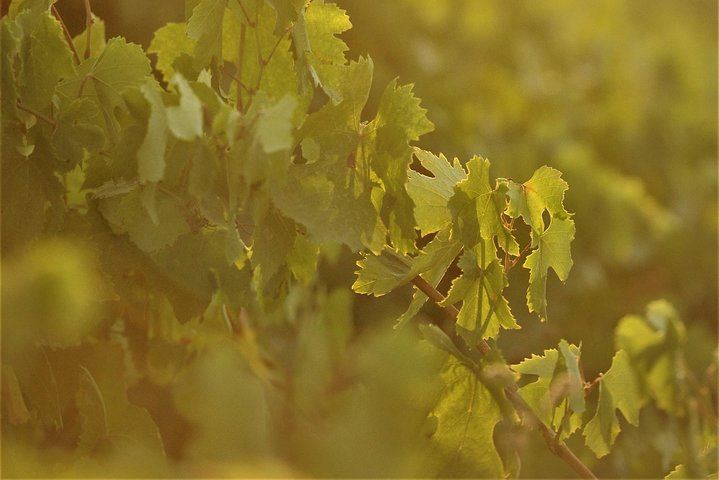 Santorini Three-Winery Tour by Mercedes Van with 12 Tastings, Megalochori and Oia Sunset (4/12)