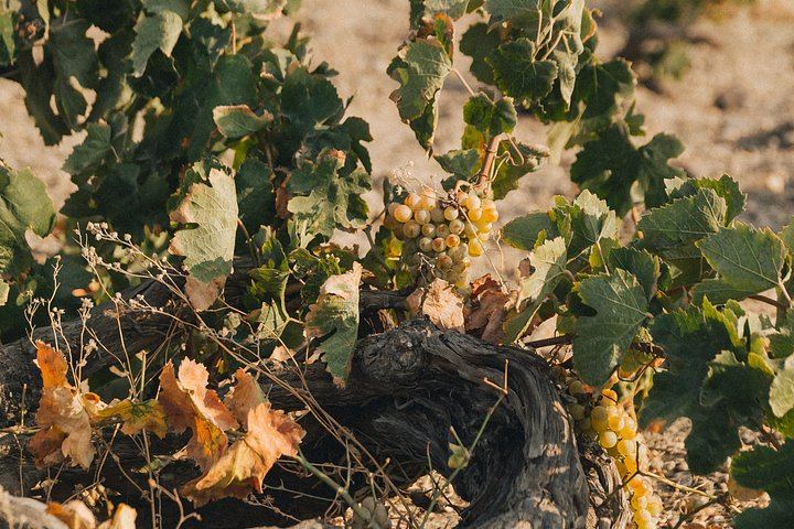 Santorini Daytime Wine Tour: 3 Wineries, Cellar Visits and 12 Tastings, 5 Hours (8/12)