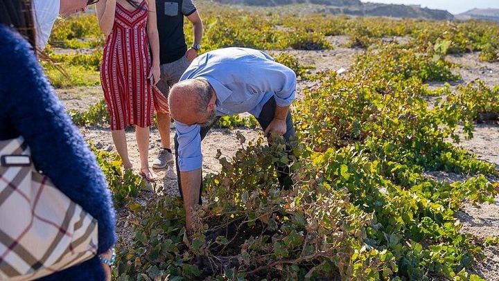 Santorini Wine Roads Signature Tour, Morning or Sunset, with Barrel Tasting (2/12)