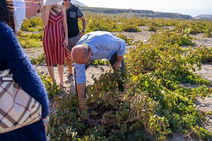 Santorini Wine Roads Signature Tour, Morning or Sunset, with Barrel Tasting (2/12)