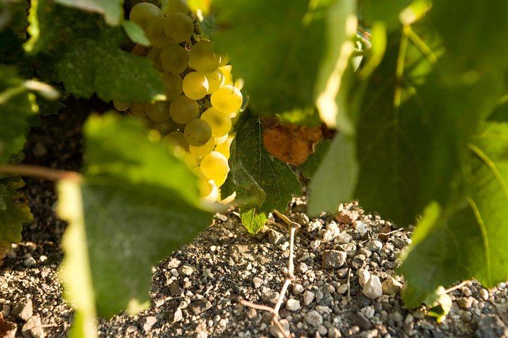 Santorini Brewery and Wine Tour: Wines, Beers, Art Space and Argyros Estate (6/7)