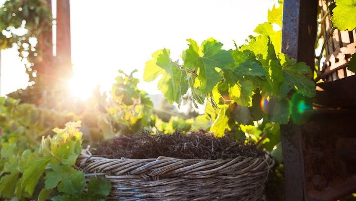 Santorini Wine Museum and Three Winery Tour with Tastings, Morning or Afternoon Departure (4/12)