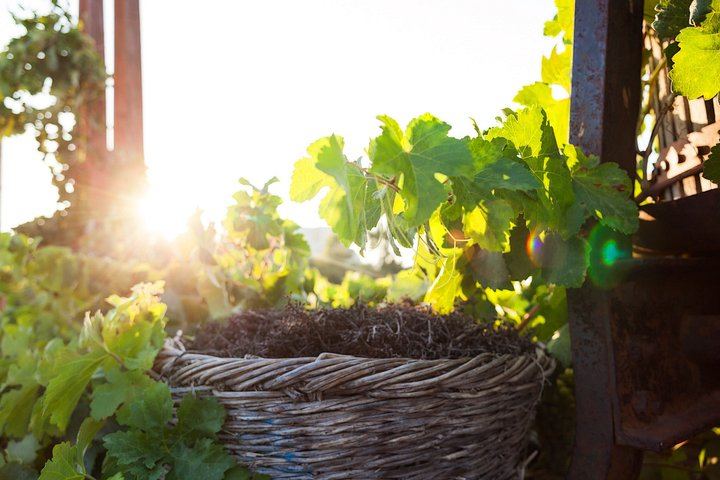 Santorini Wine Museum and Three Winery Tour with Tastings, Morning or Afternoon Departure (4/12)