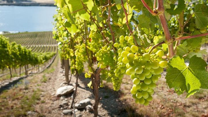 Picton Cruise Shore Excursion: Four Family-Run Marlborough Wineries by Minibus (1/12)
