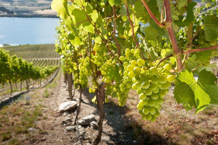 Picton Cruise Shore Excursion: Four Family-Run Marlborough Wineries by Minibus (1/12)