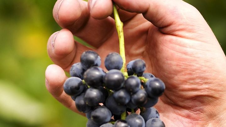 Sydney to Hunter Valley Day Tour with Three Wine Tastings, Cheese Factory and Cafe Lunch (4/12)