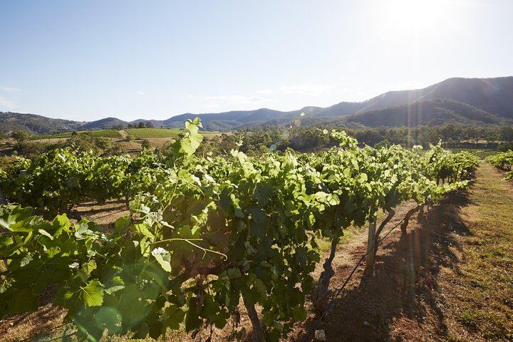 Sydney to Hunter Valley Day Tour with Three Wine Tastings, Cheese Factory and Cafe Lunch (6/12)