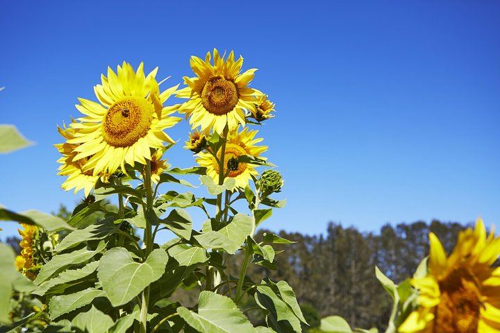 Sydney to Hunter Valley Day Tour with Three Wine Tastings, Cheese Factory and Cafe Lunch (9/12)