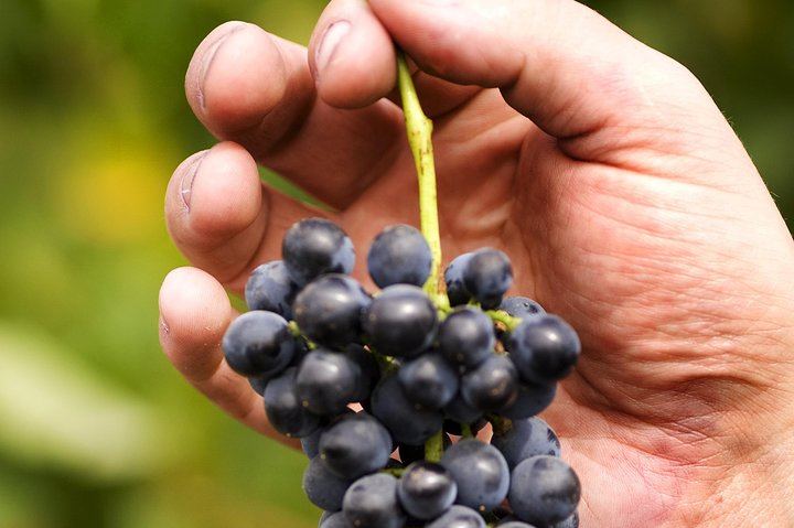 Sydney to Hunter Valley Day Tour with Three Wine Tastings, Cheese Factory and Cafe Lunch (4/12)