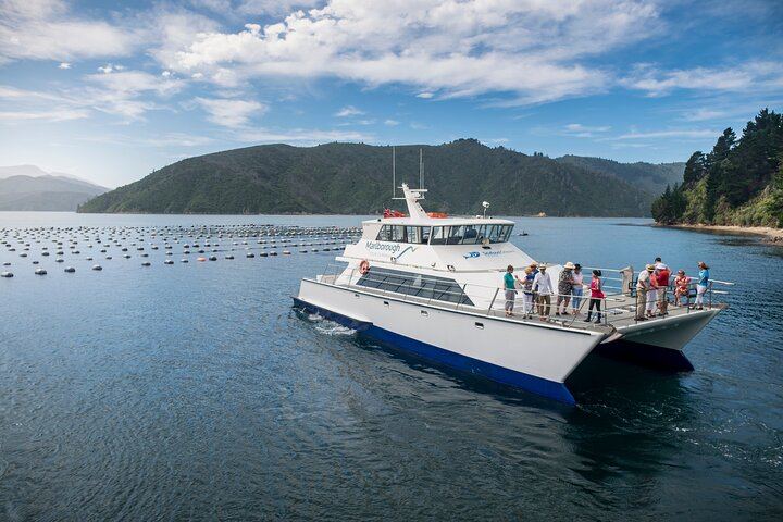 Marlborough Icons Full-Day Tour: Two Wineries and Seafood Cruise on Queen Charlotte Sound (4/10)