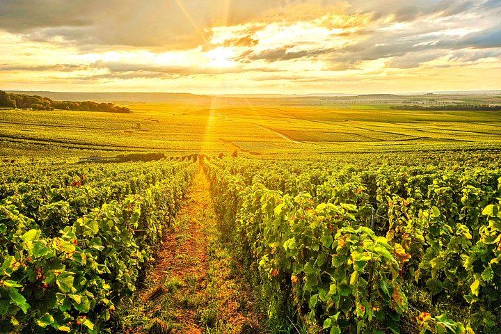 Private Champagne Day in Épernay: Moët & Chandon Cellars, Hautvillers, Boutique Grower (3/12)