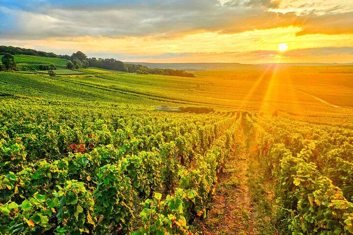 Private Reims Champagne Day: Veuve Clicquot Cellars, Cathedral, Rilly-la-Montagne Grower (7/12)
