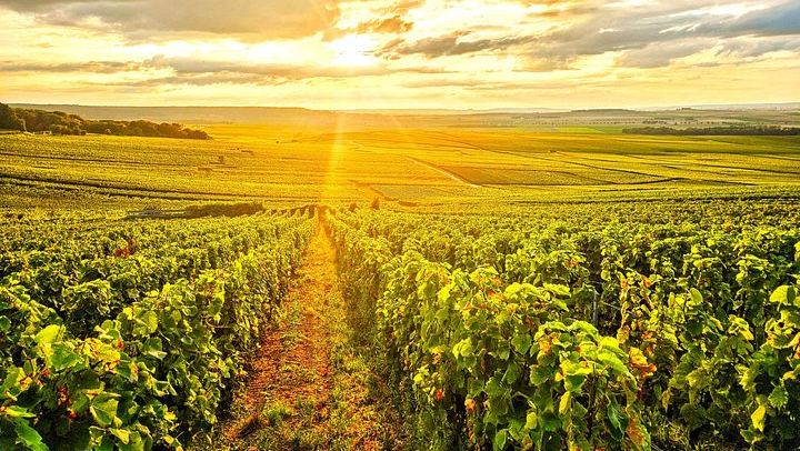 Private Champagne Day in Épernay: Moët & Chandon Cellars, Hautvillers, Boutique Grower (3/12)