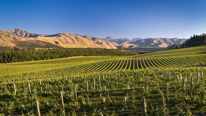 Half-Day Marlborough Wine Tour with a Winemaker Guide, 3-4 Wineries and Lunch (4/10)