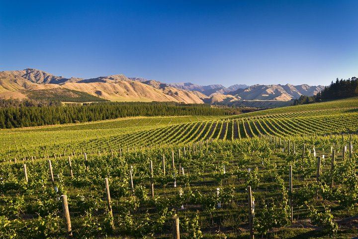 Half-Day Marlborough Wine Tour with a Winemaker Guide, 3-4 Wineries and Lunch (4/10)