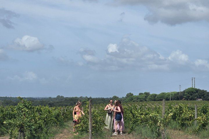 Setúbal Wine Tour 40 Minutes from Lisbon: Two Cellars and Moscatel Roxo Tasting (3/12)