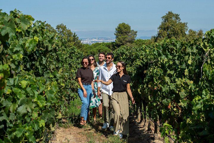 Setúbal Day Trip from Lisbon: Bacalhôa Winery, Livramento Market and São Filipe Castle (9/12)