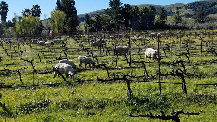 Half-Day Sonoma Wine Tour from San Francisco Hotels with Two Tastings and Sonoma Plaza (2/12)