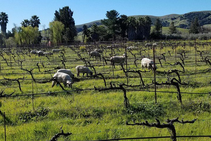 Half-Day Sonoma Wine Tour from San Francisco Hotels with Two Tastings and Sonoma Plaza (2/12)