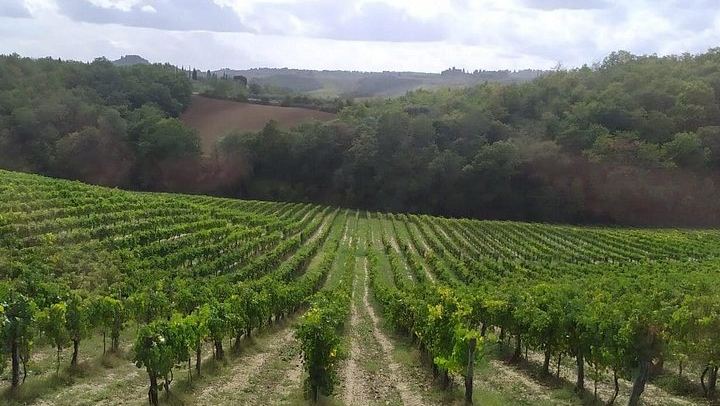 Rome to Siena and San Gimignano Day Trip: Tenuta Torciano Tasting of 10 Wines and Lunch (1/12)