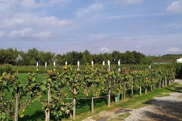 Rome to Siena and San Gimignano Day Trip: Tenuta Torciano Tasting of 10 Wines and Lunch