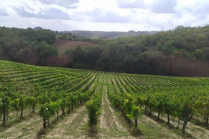 Rome to Siena and San Gimignano Day Trip: Tenuta Torciano Tasting of 10 Wines and Lunch (1/12)