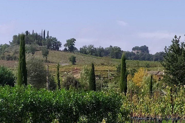 Rome to Siena and San Gimignano Day Trip: Tenuta Torciano Tasting of 10 Wines and Lunch (12/12)