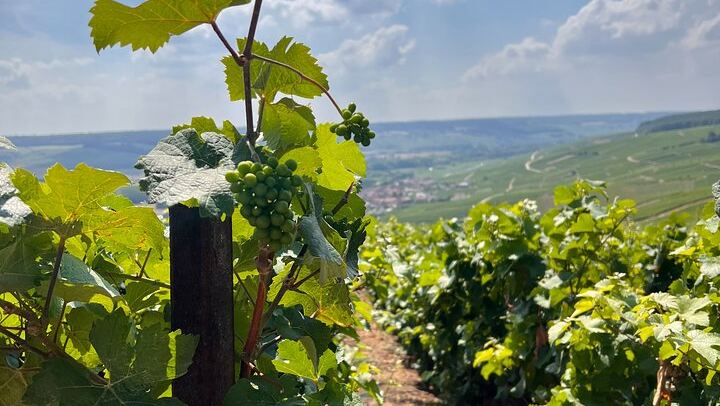 Small-Group Champagne Day Trip by Van, Max 8 Guests, with Lunch and Grower Tasting (2/8)