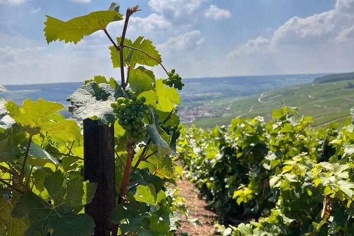 Small-Group Champagne Day Trip by Van, Max 8 Guests, with Lunch and Grower Tasting (2/8)