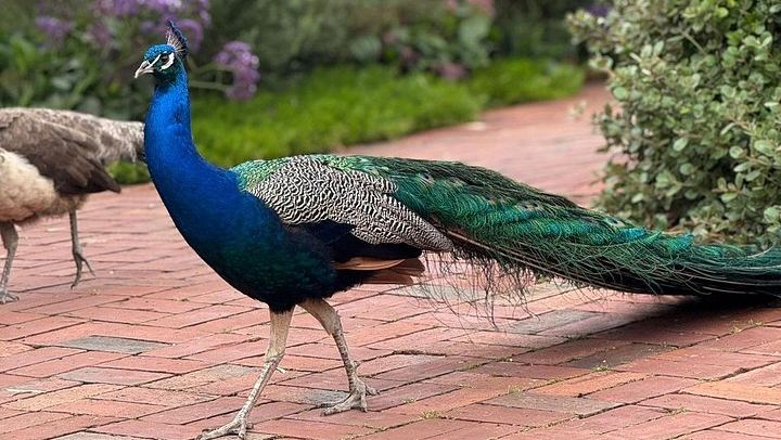 Barossa to Hahndorf Shared Day Tour: Farm Shop, Chocolate, Two Tastings, Lunch (3/12)