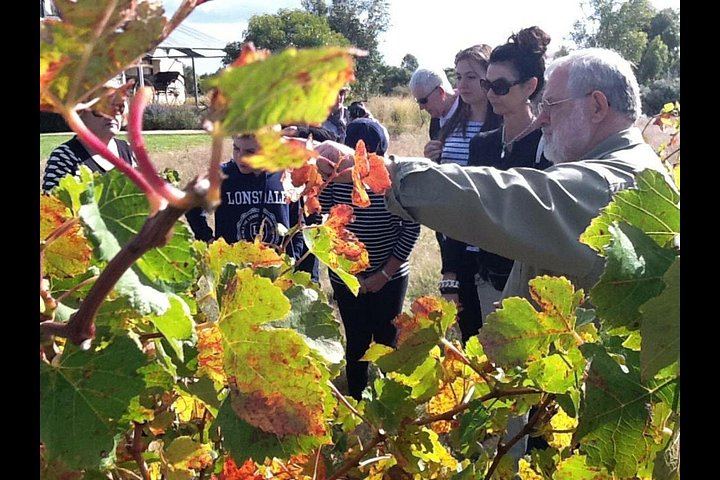 Barossa to Hahndorf Shared Day Tour: Farm Shop, Chocolate, Two Tastings, Lunch (10/12)