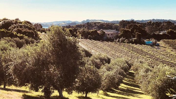 Waiheke Food and Wine Day: Tastings with Pairings, Shared Platter Lunch, 11 Guests Max (4/12)