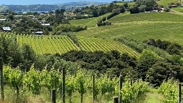 Waiheke Food and Wine Day: Tastings with Pairings, Shared Platter Lunch, 11 Guests Max (3/12)