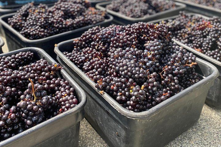 Waiheke Food and Wine Day: Tastings with Pairings, Shared Platter Lunch, 11 Guests Max (6/12)