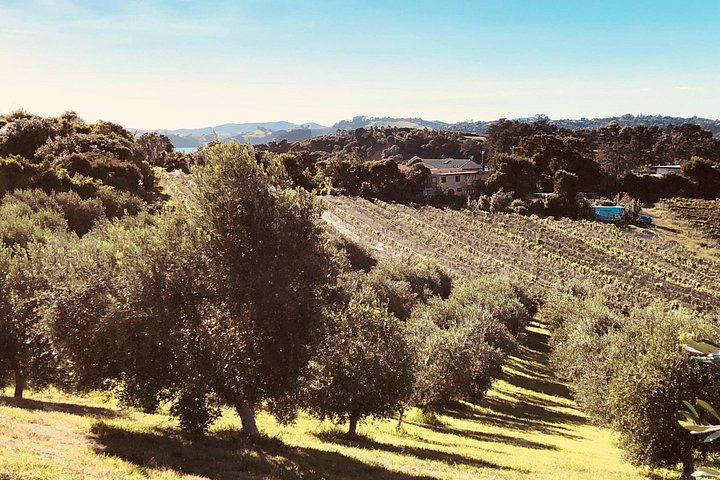 Waiheke Food and Wine Day: Tastings with Pairings, Shared Platter Lunch, 11 Guests Max (4/12)