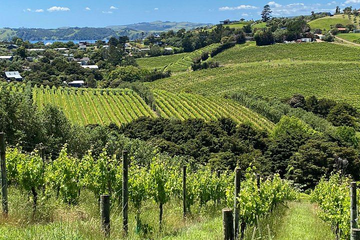 Waiheke Food and Wine Day: Tastings with Pairings, Shared Platter Lunch, 11 Guests Max (3/12)