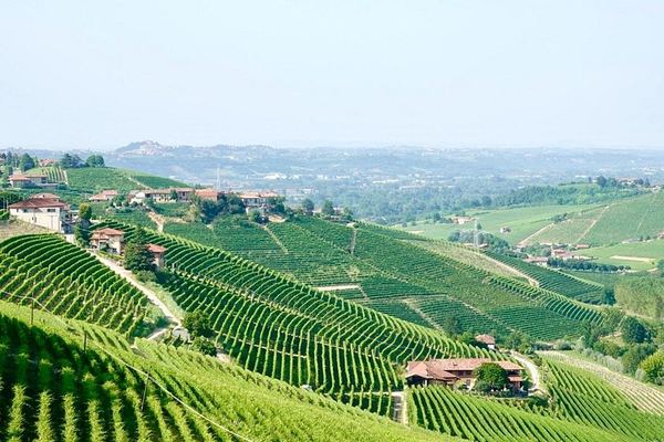 Small-Group Barolo Day Trip from Milan: Alba, Grinzane Cavour Castle and Family Winery