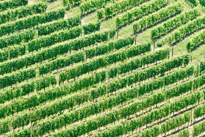 Small-Group Barolo Day Trip from Milan: Alba, Grinzane Cavour Castle and Family Winery (11/12)