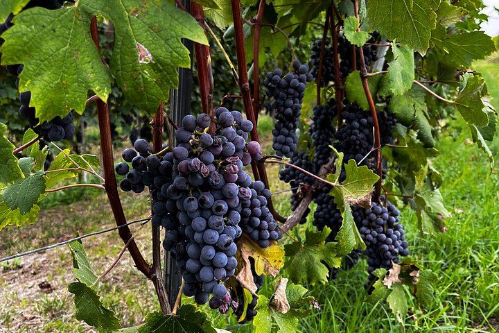 Small-Group Barolo Day Trip from Milan: Alba, Grinzane Cavour Castle and Family Winery (7/12)