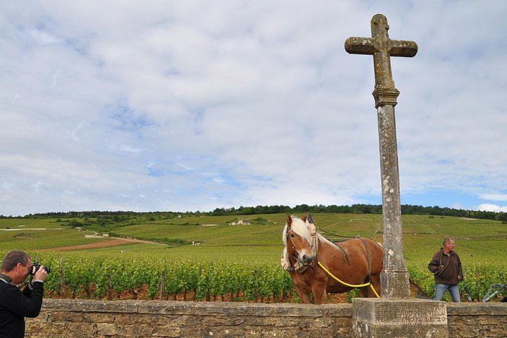 Small-Group Beaune Wine Tour from Dijon: Route des Grands Crus and Premier Cru Tasting (9/12)