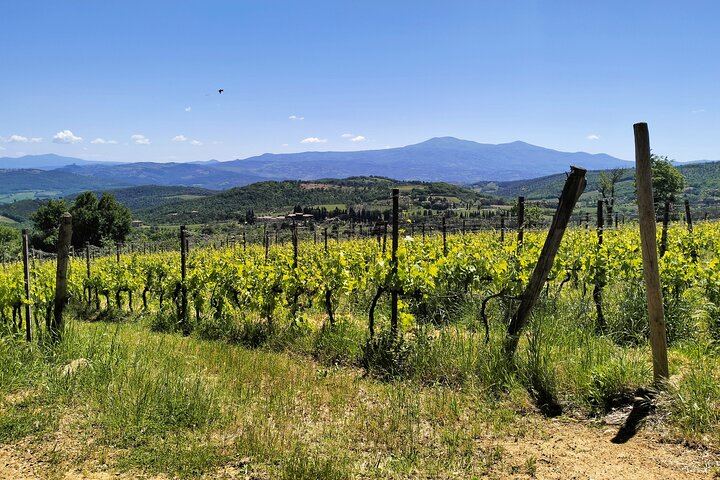 Semi-Private Chianti Classico and Montalcino Day from Siena, Max 6 Guests, Licensed Guide (11/12)