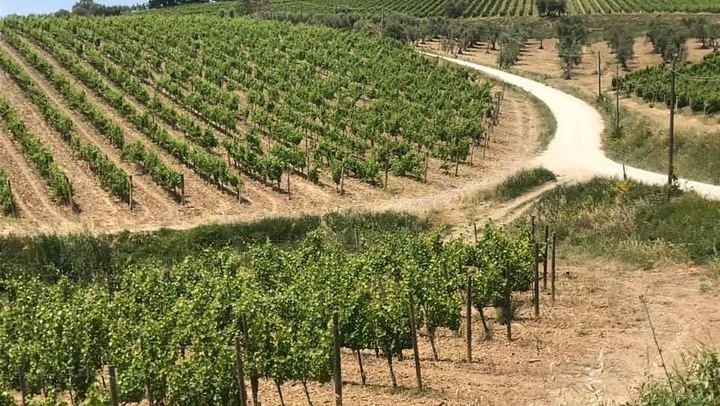 Small-Group Chianti Wine Tour from Florence in a Mercedes V-Class Van, 2 Wineries (4/5)