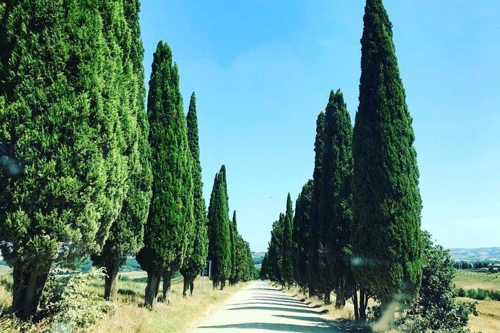 Small-Group Chianti Wine Tour from Florence in a Mercedes V-Class Van, 2 Wineries (5/5)